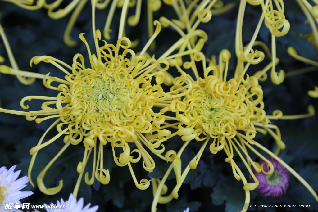 菊花