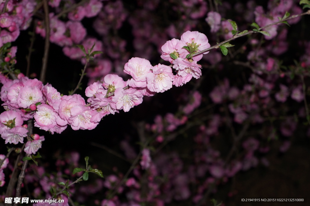 雨夜桃花