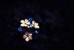 一簇小花背景图