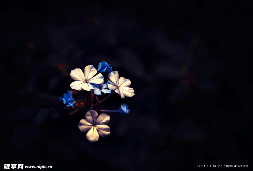 一簇小花背景图
