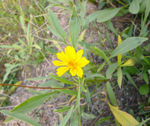 黄色野菊花