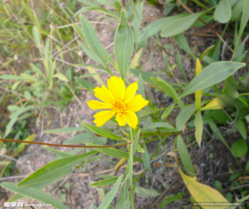 黄色野菊花
