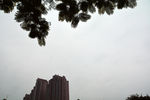 天空树枝建筑
