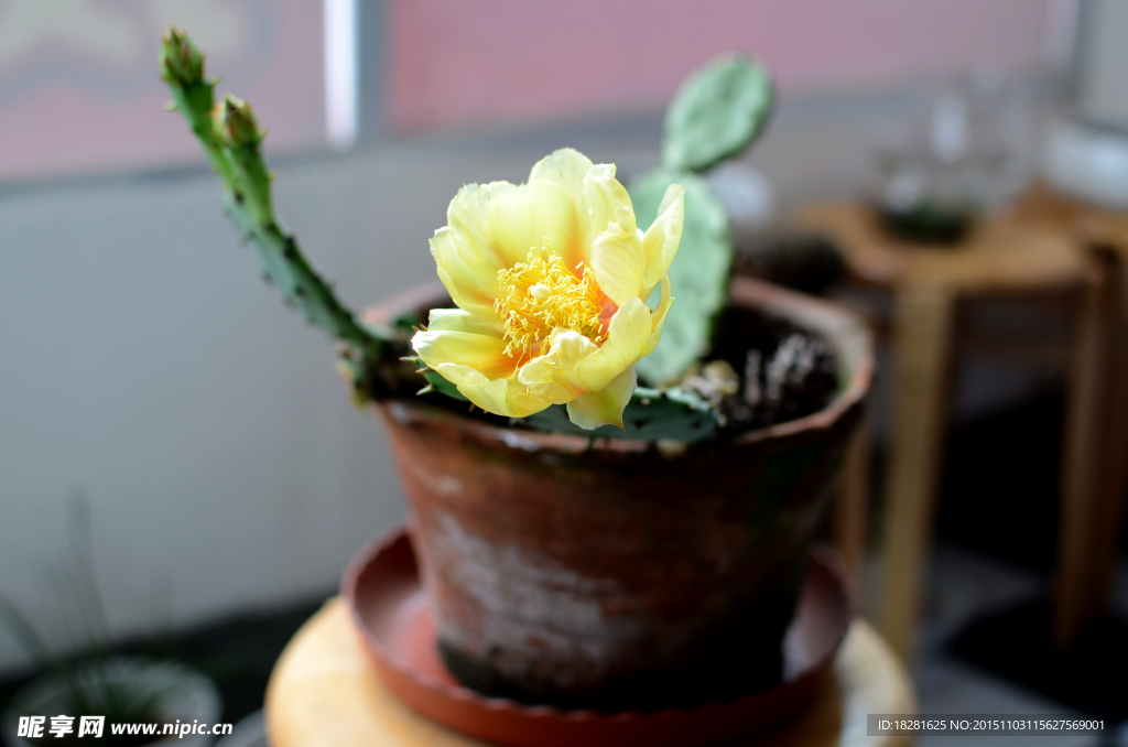 仙人掌花