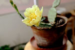 仙人掌花