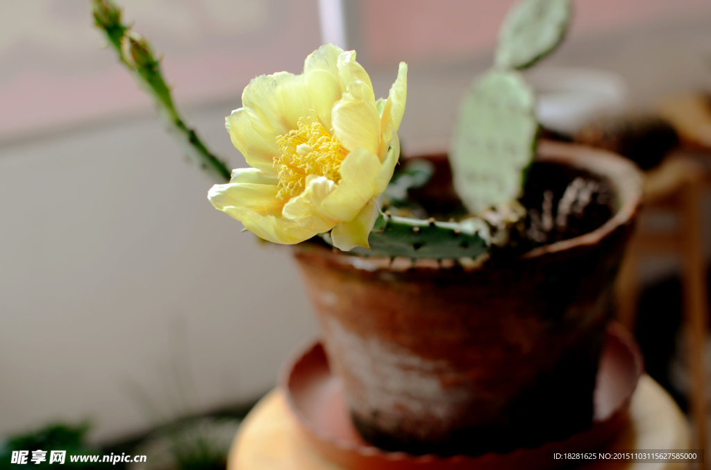 仙人掌花