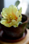 仙人掌花