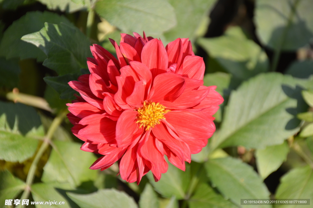 小丽花