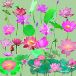 荷花