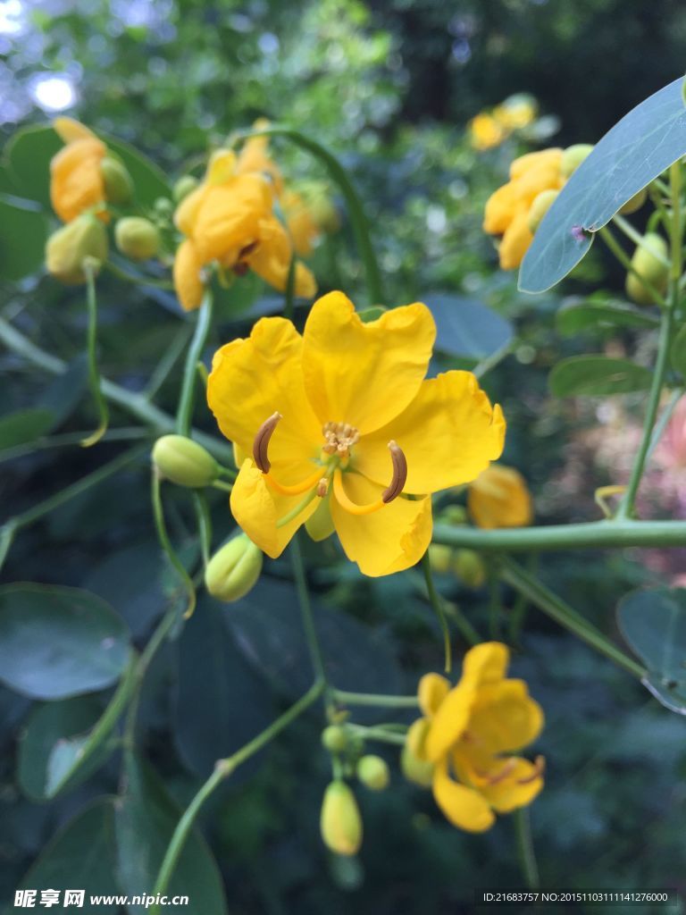 小野花