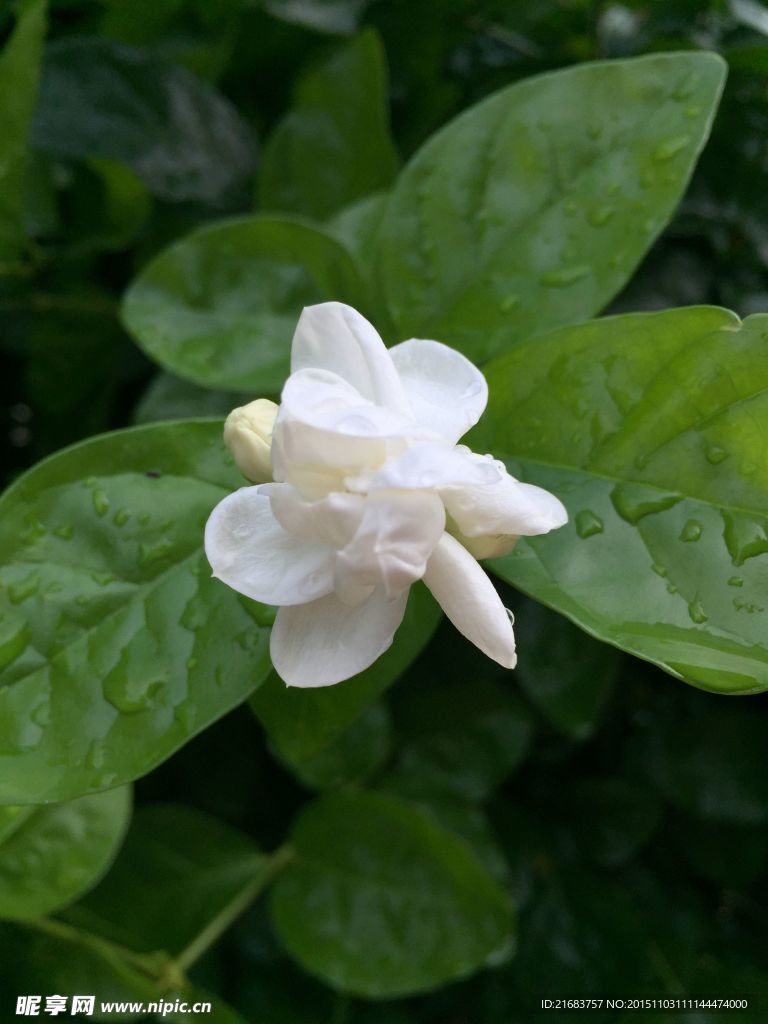 茉莉花