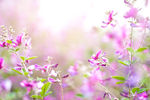 逆光 花