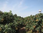 荔枝园挂果荔枝