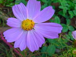 紫色花朵波斯菊