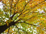 秋天树摄影黄叶