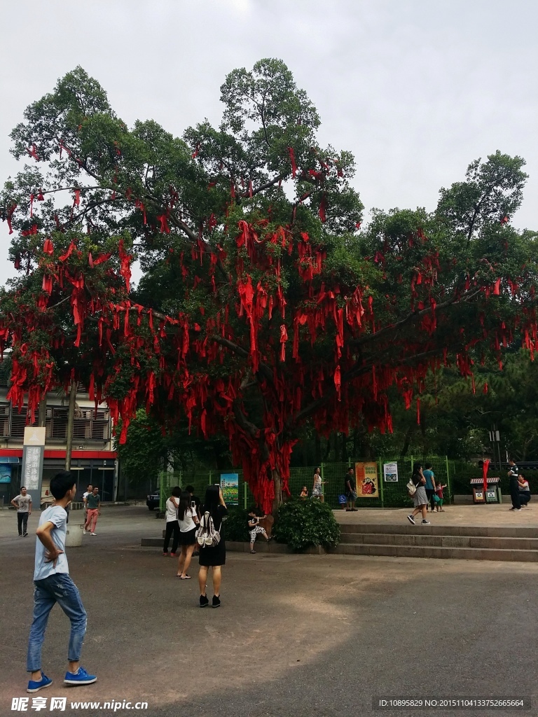 许愿树
