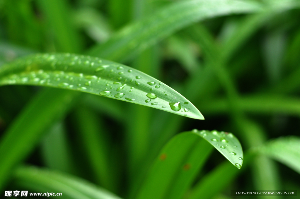 雨露