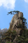 奇石上的迎客松