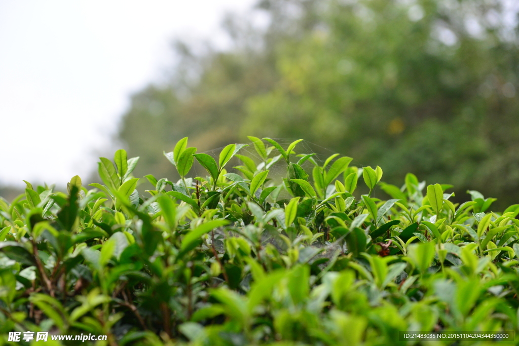 茶树