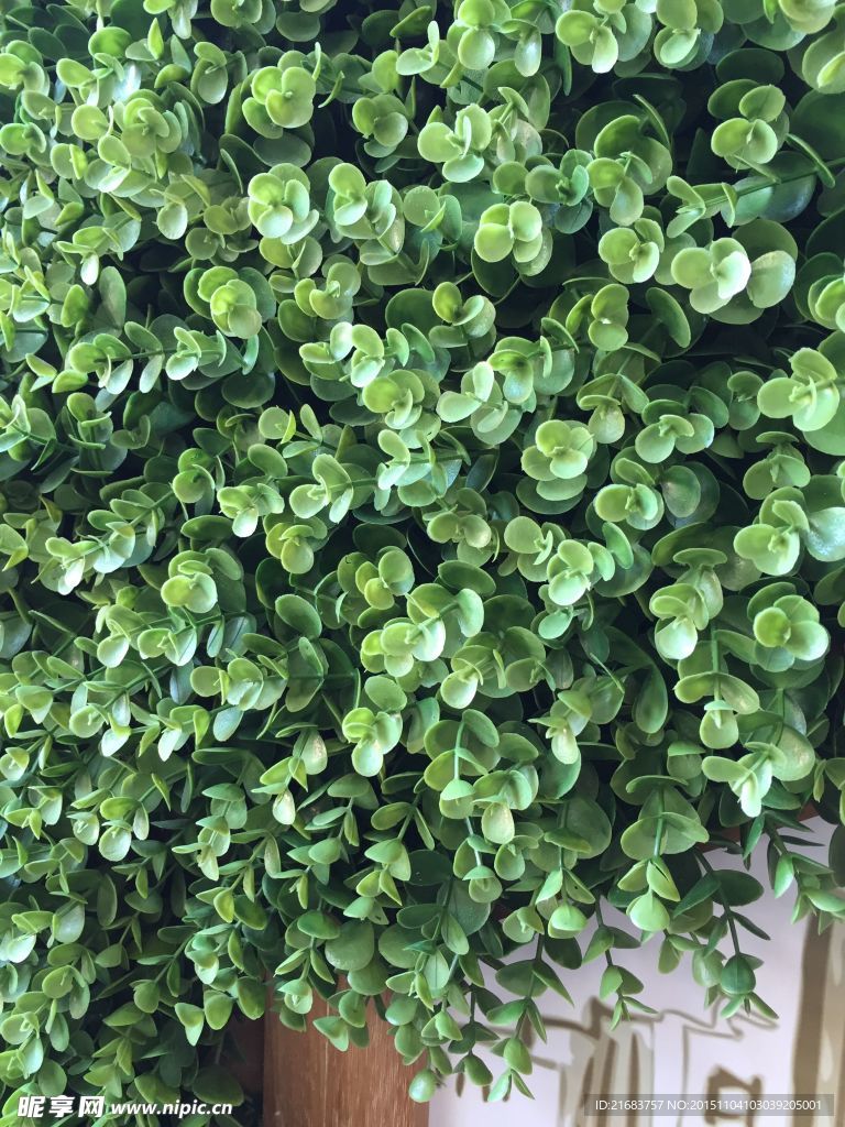 植物墙