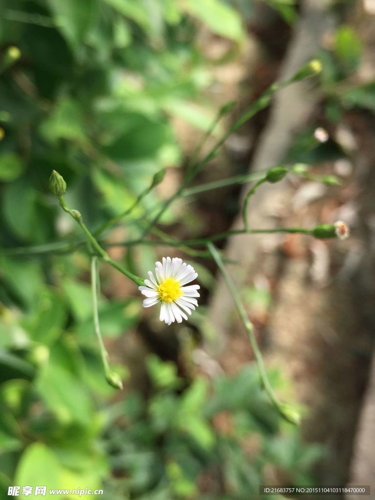 小雏菊