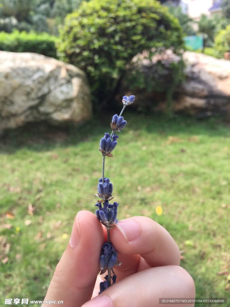 薰衣草