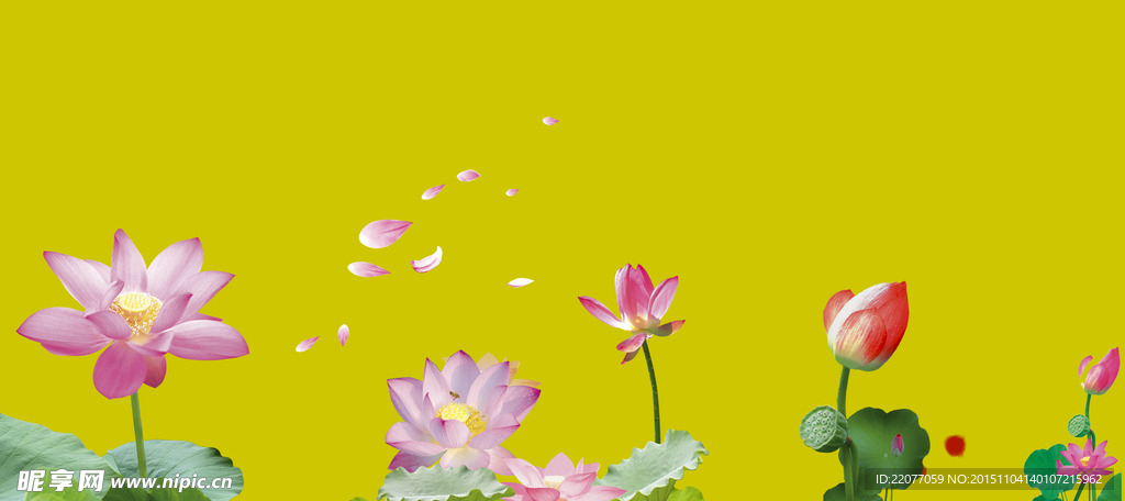 荷花