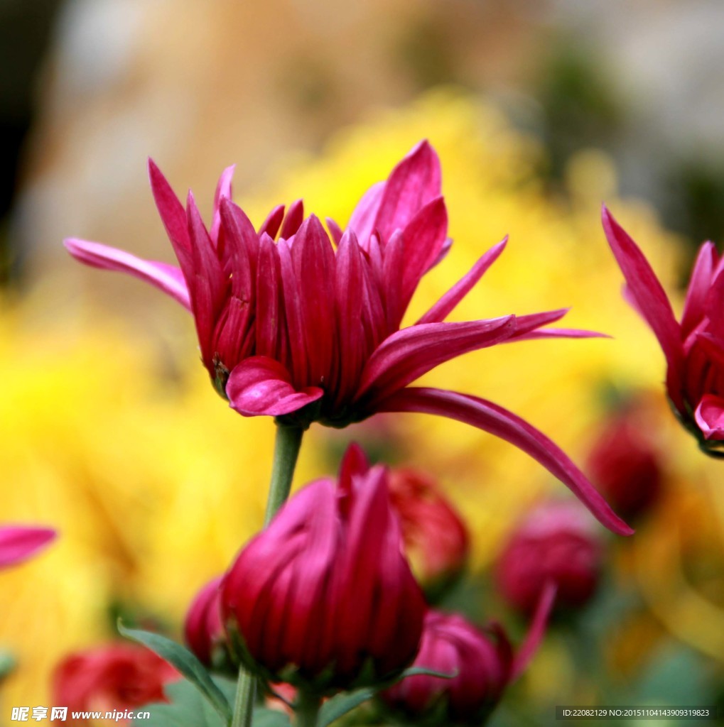 菊花