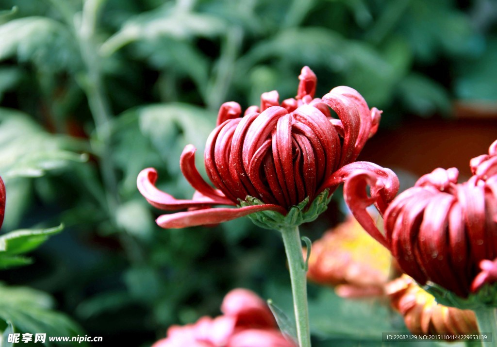 菊花