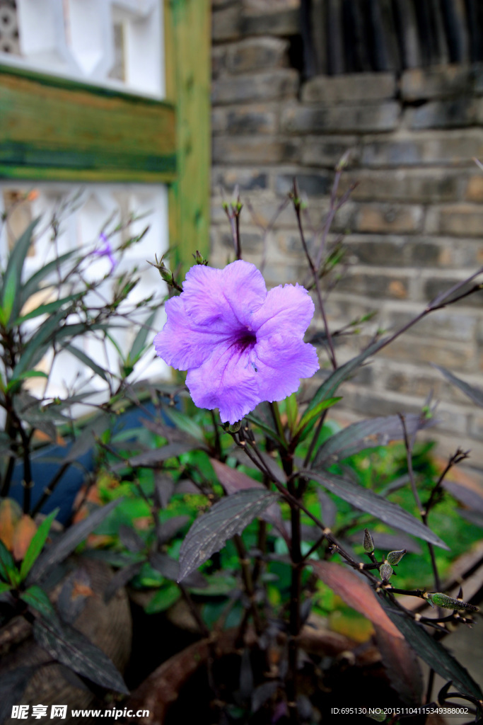 田园里的紫色花朵