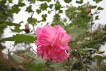 芙蓉花