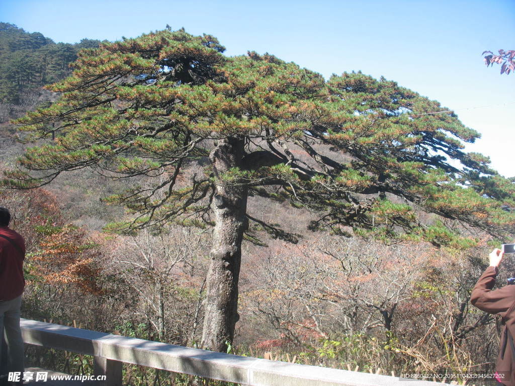 黄山上的松树