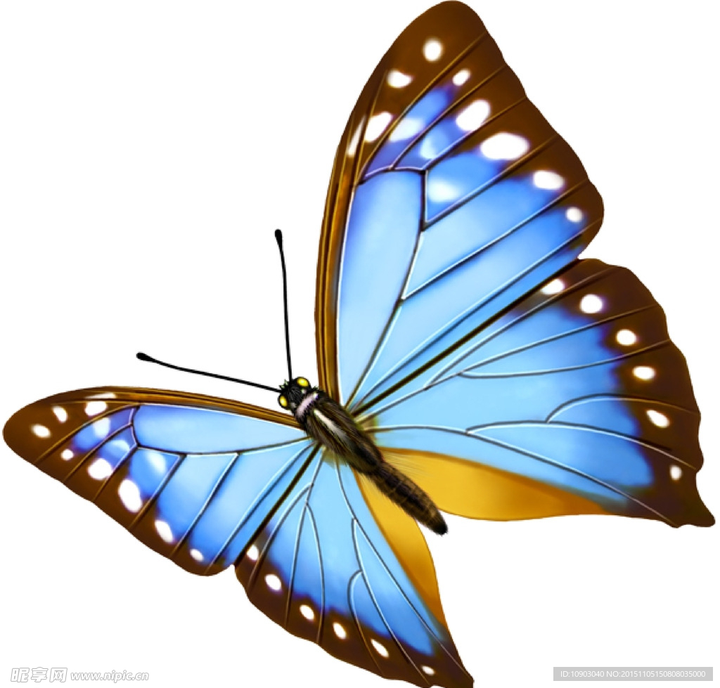 美丽的蓝色蝴蝶