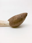 鸡枞菌