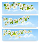 杏花banner设计矢量素材