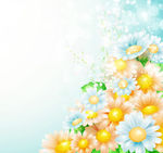 太阳菊