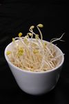 豆芽