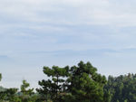 松林和远山