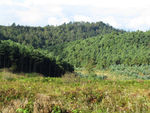 山林