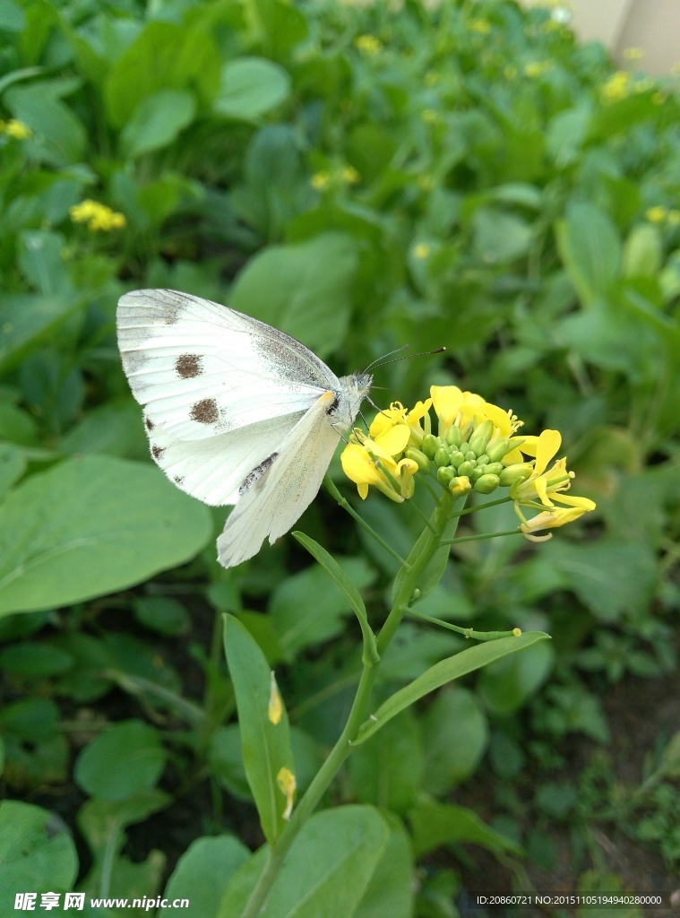 蝴蝶花