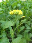 油菜花
