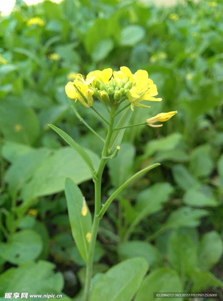 油菜花