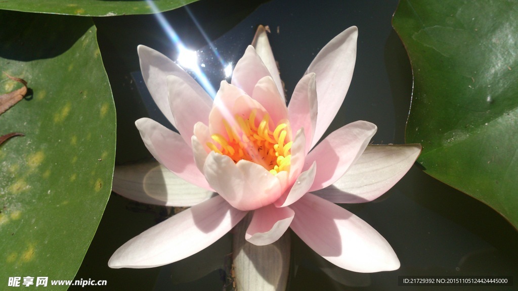 睡莲