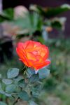 月季花
