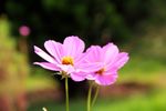 桑格花