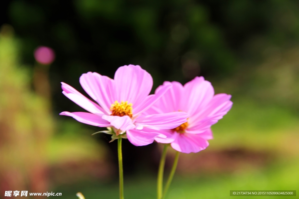 桑格花