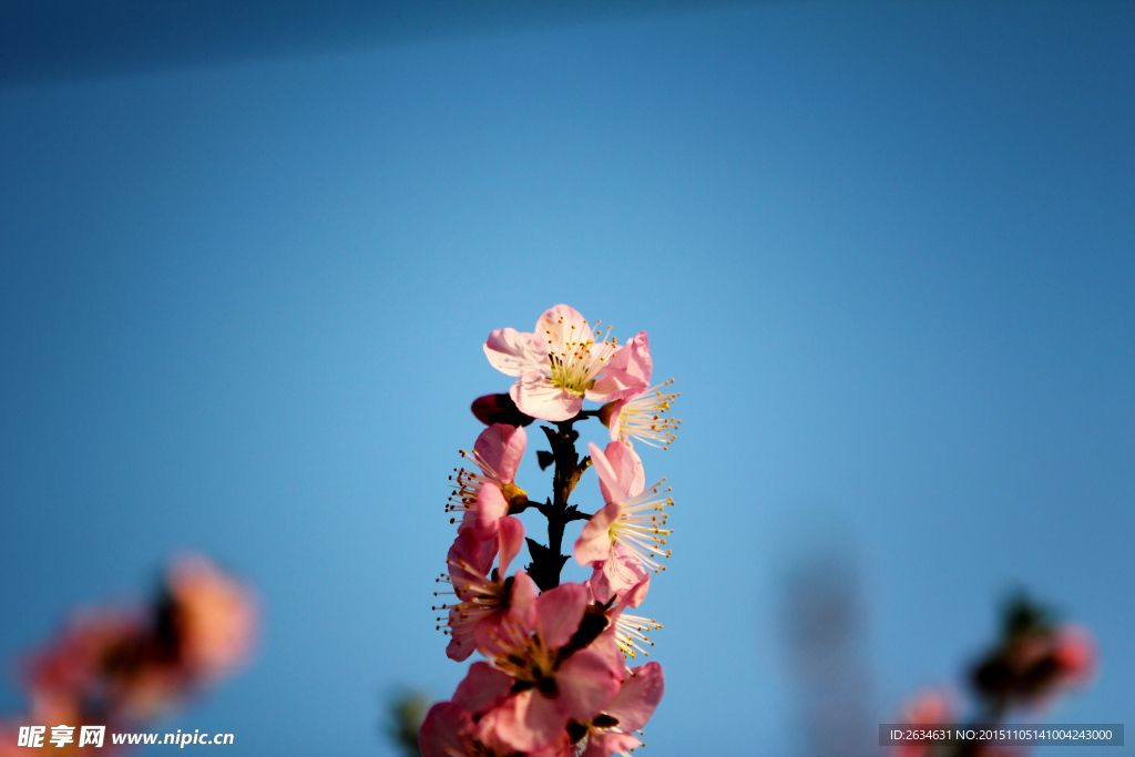 花枝