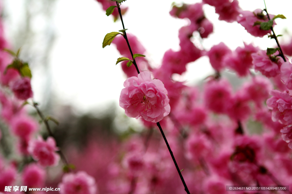 樱花