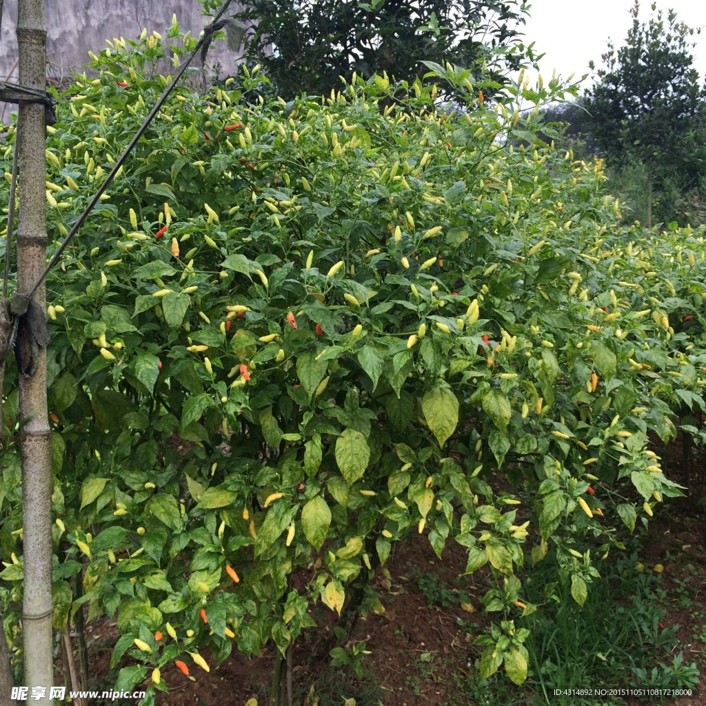 青小米椒菜地