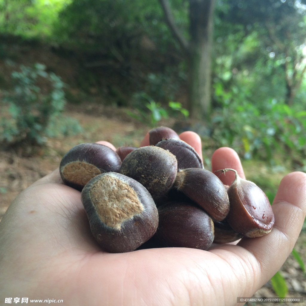 野生板栗